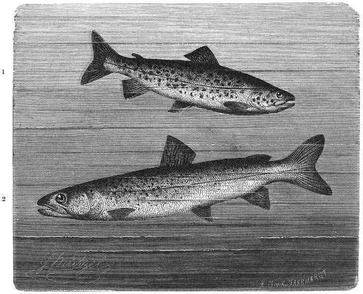 1) Meerforel (Salmo lacustris). ​1&frasl;10​ v. d. ware grootte.&mdash;2) Donau-zalm (Salmo hucho). ​1&frasl;15​ v. d. ware grootte.