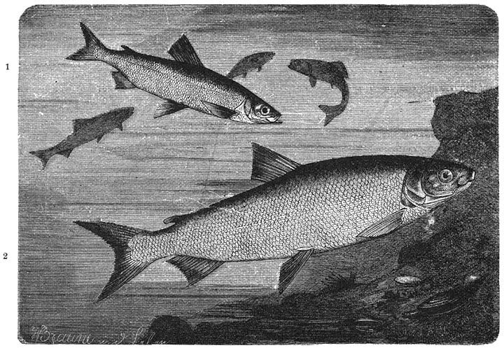 1) Kleine Marene (Coregonus albula). ⅓ v. d. ware grootte.&mdash;2) Marene (Coregonus maraena). ⅕ v. d. ware grootte.