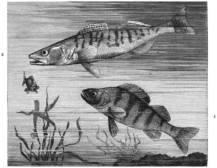 1) Baars (Perca fluviatilis), 2) Zander of Snoekbaars (Lucioperca sandra). &frac14; v. d. ware grootte.