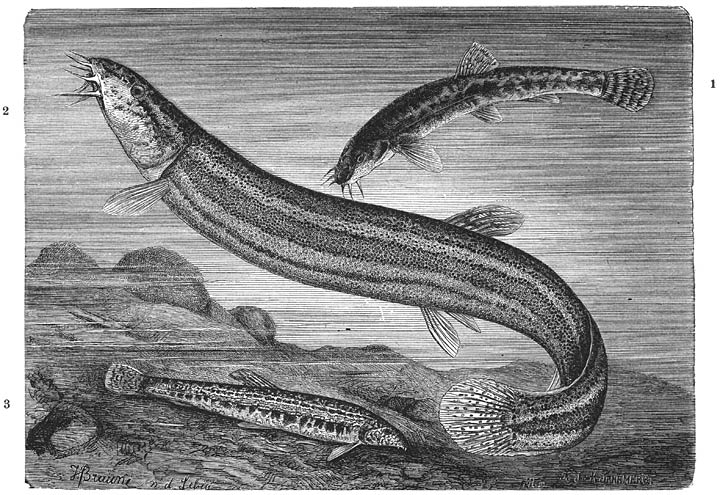 1) Gebaarde Modderkruiper (Nemachilus barbatulus), 2) Modderkruiper (Misgurnus fossilis), 3) Kleine Modderkruiper (Cobitus taenia). &frac12; v. d. ware grootte.