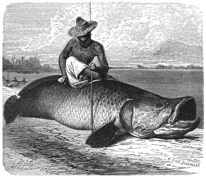 Arapaima (Arapaima gigas). ​1&frasl;20​ v. d. ware grootte.
