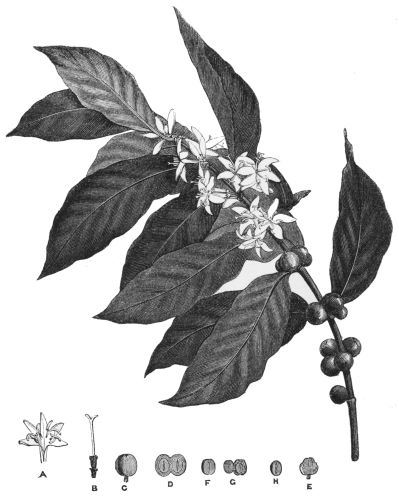 Plate 1.&mdash;A
Branch of Coffea Arabica, with Berries and Flowers.