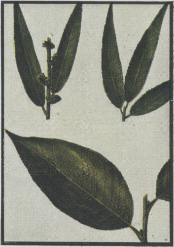 Black Willow&mdash;Shining Willow