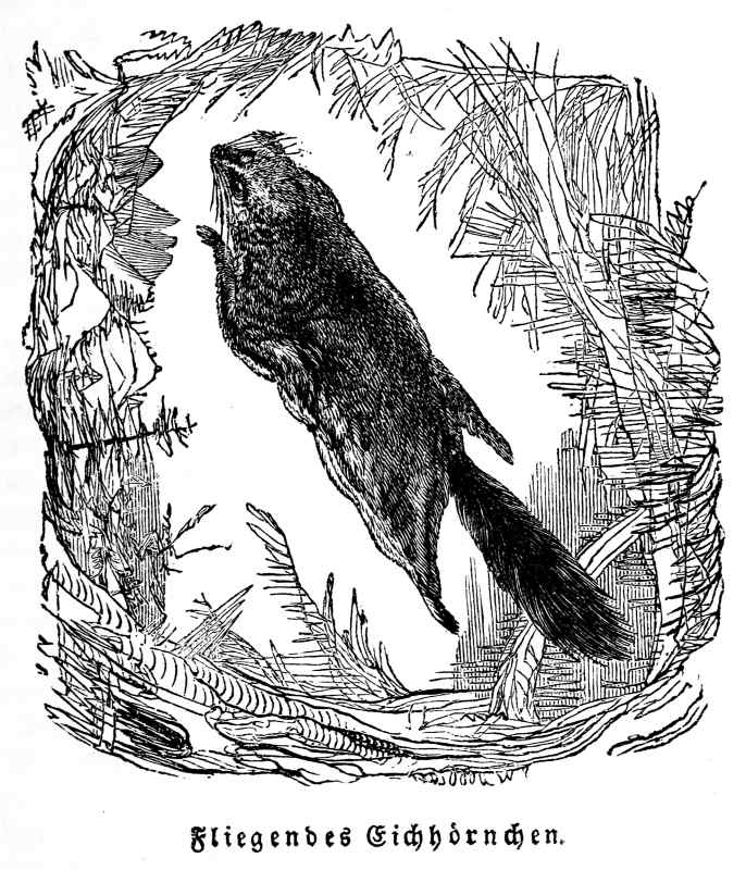 Fliegendes Eichh&ouml;rnchen.