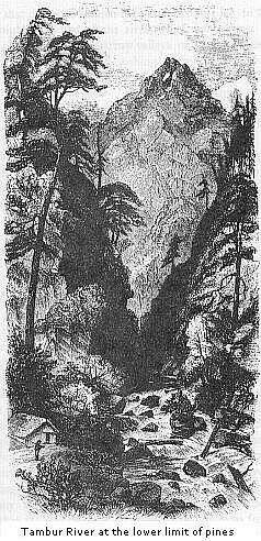 Tambur River at the
lower limit of pines