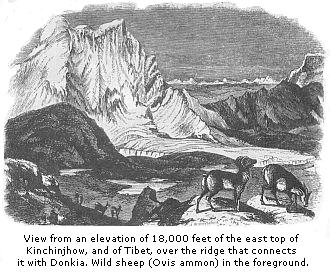 View from an
elevation of 18,000 feet of the east top of Kinchinjhow, and of Tibet, over the
ridge that connects it with Donkia. Wild sheep (Ovis Ammon) in the foreground