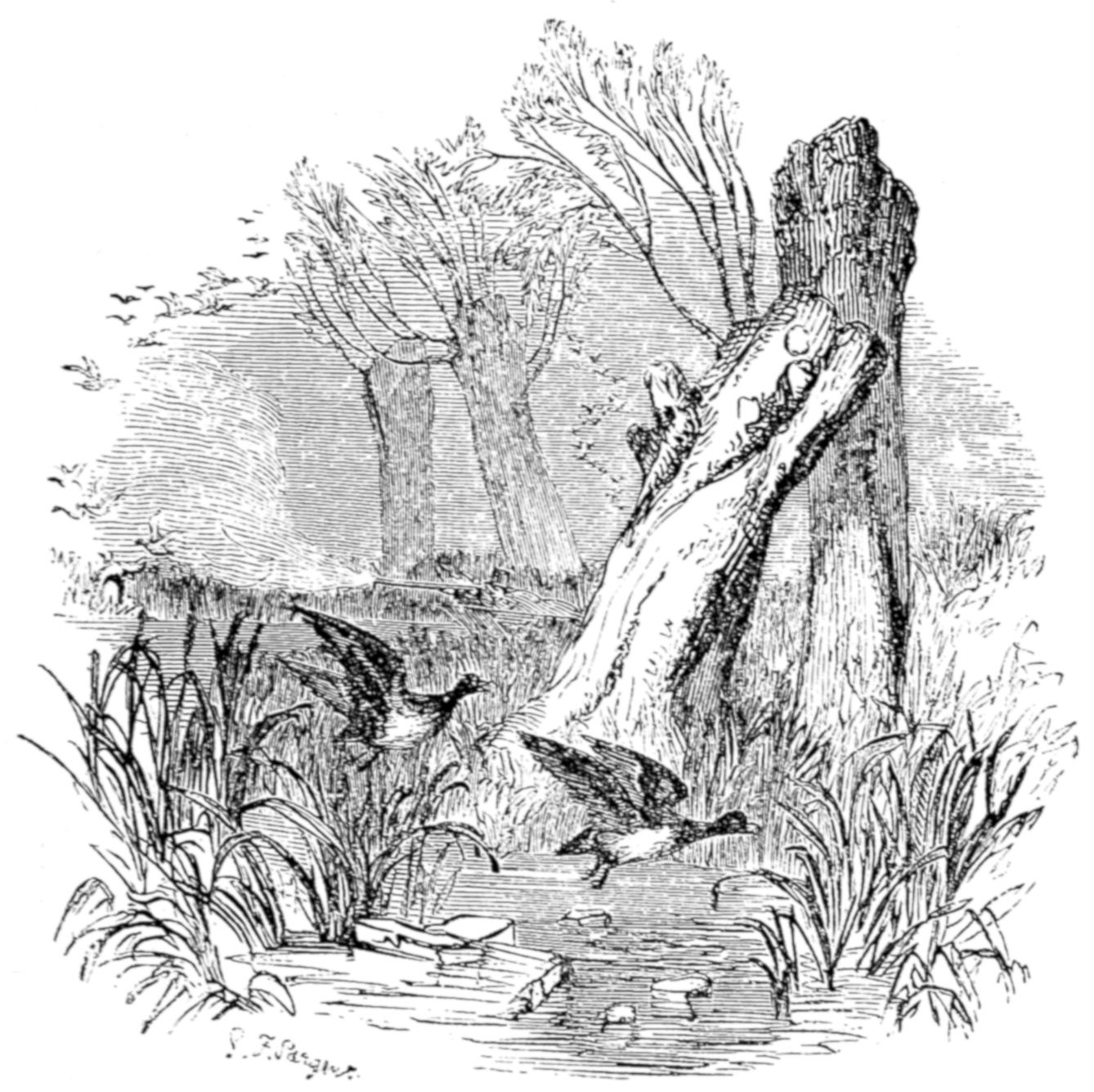 Ducks