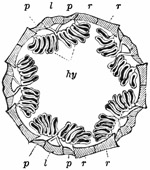 Fig. 339.