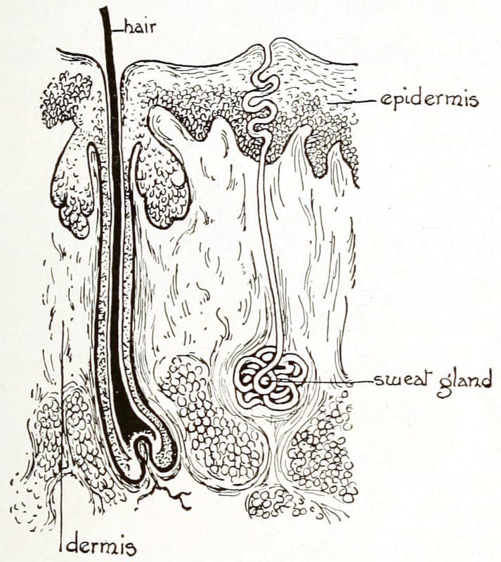 A diagram of the layers of the skin including
hair and a sweat gland