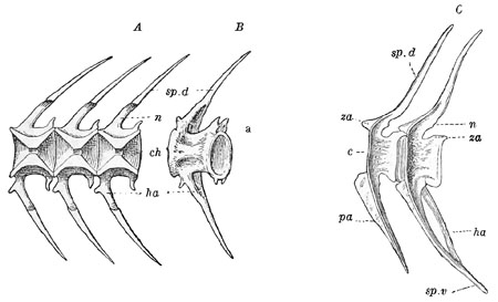 Fig. 18.
