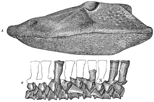 Fig. 299.