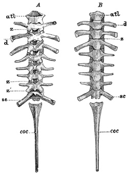 Fig. 312.