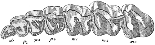 Fig. 627.