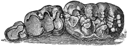 Fig. 733.