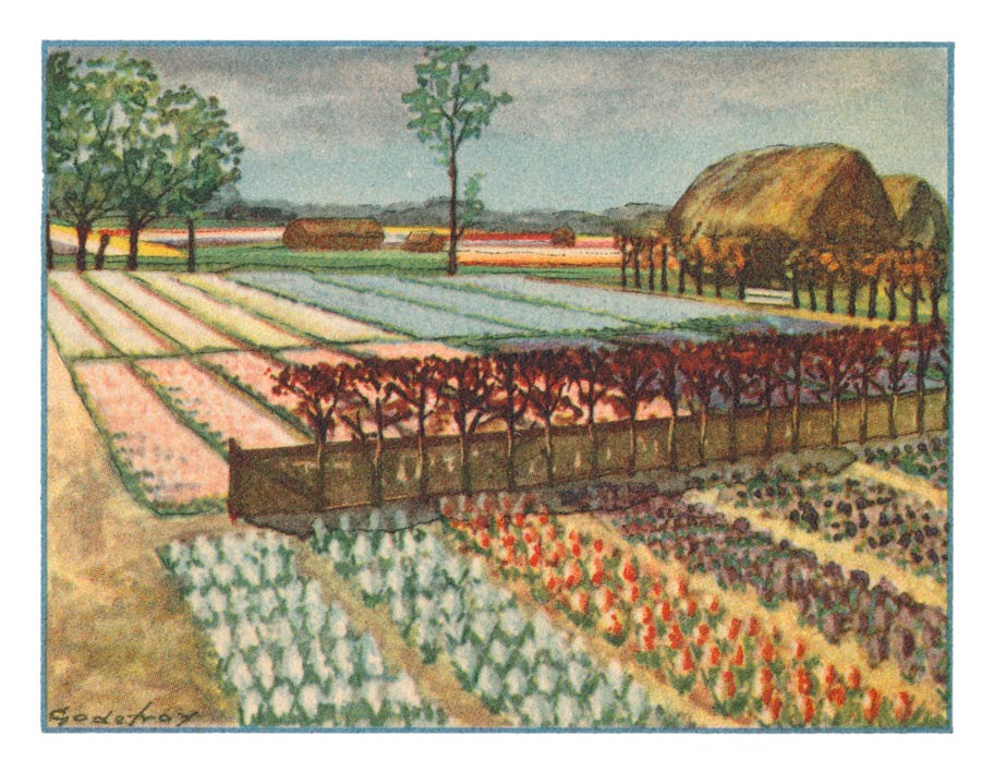 96. LISSE, Hyacinthen