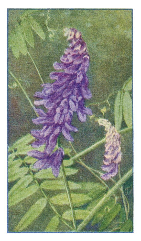 51