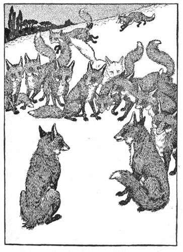 Fox lost tail