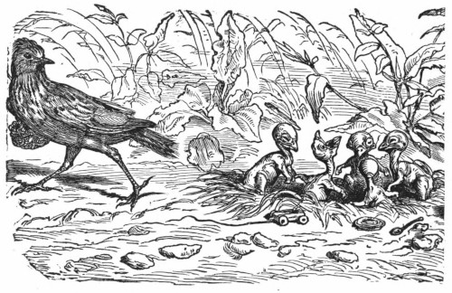 Lark and young