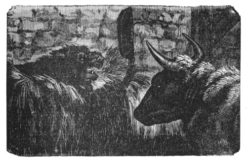 untitled illustration