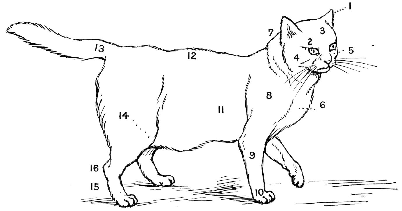 [THE “POINTS” OF A CAT.]