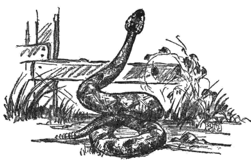 rattlesnake