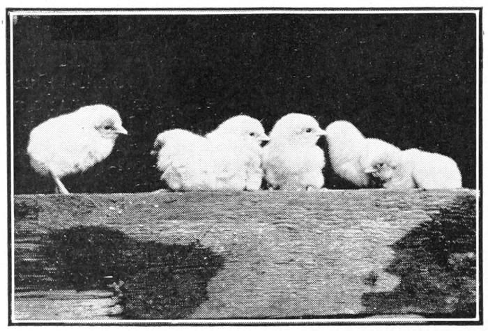 chicks