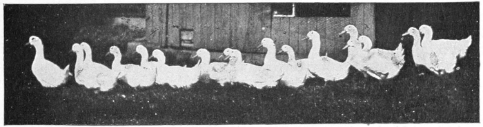 geese