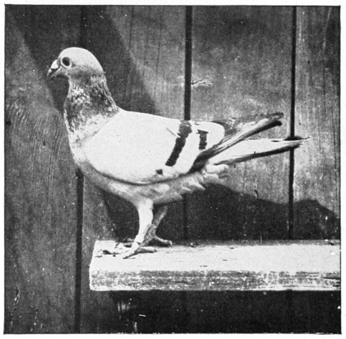 homer pigeon
