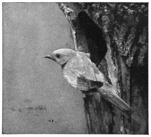 bluebird