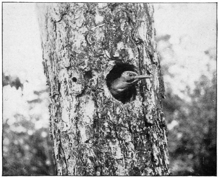 Flicker