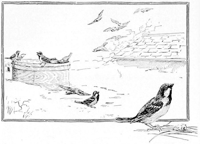 sparrows