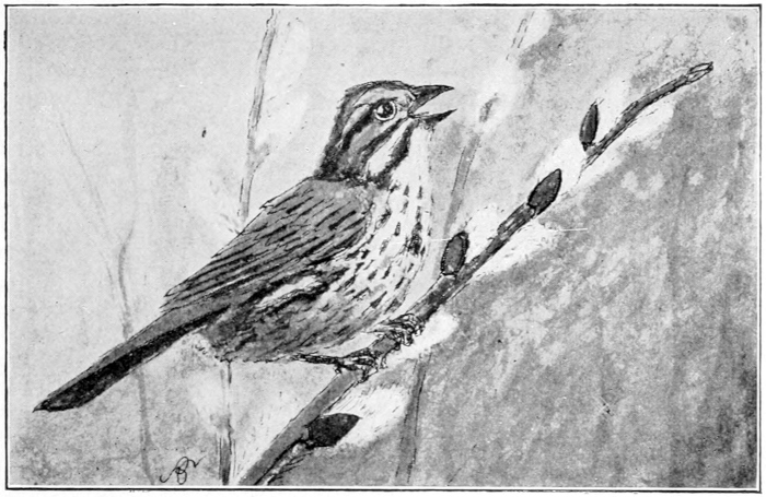 sparrow