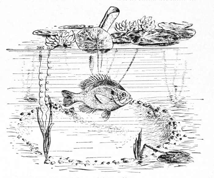 Sunfish guarding nest