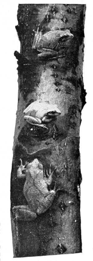 Hylas
