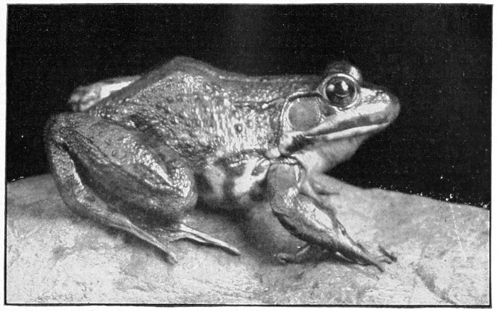 Bullfrong