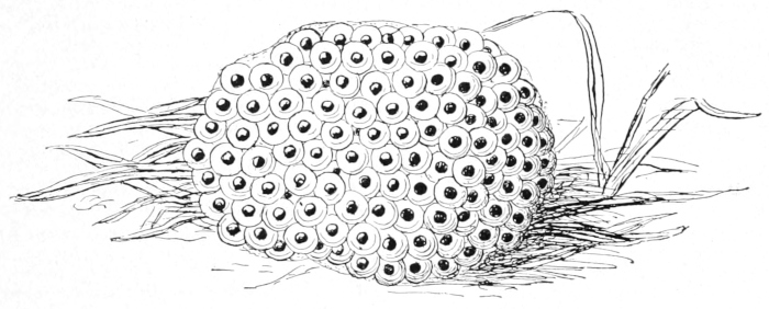 Frog's eggs