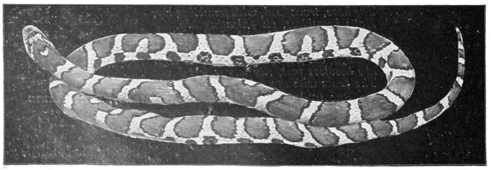 Milk snake