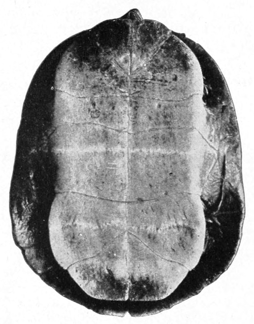 Plastron