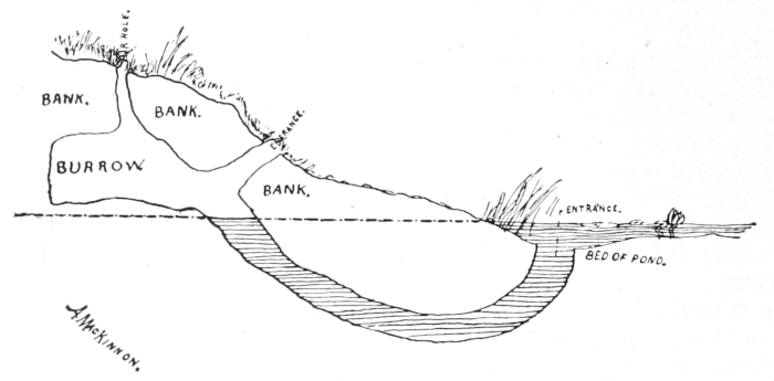 Muskrat summer home
