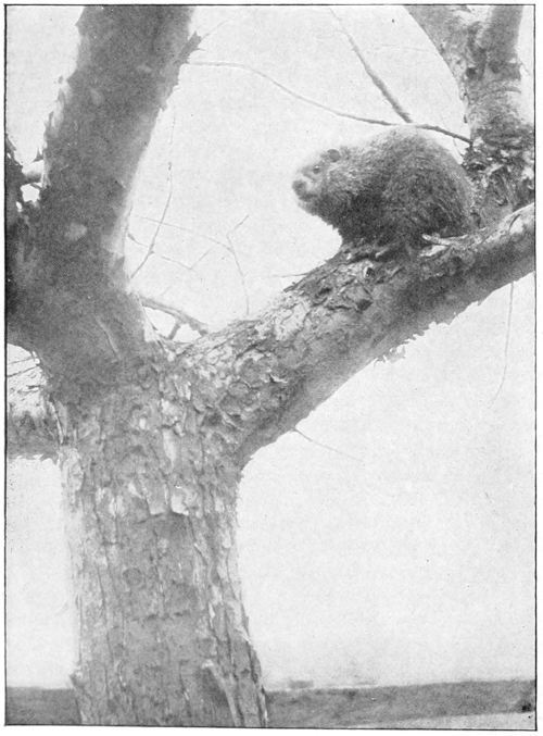 Woodchuck treed