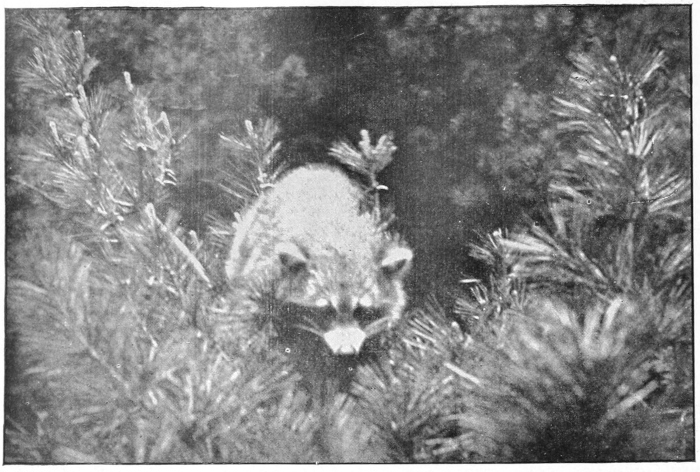 Raccoon