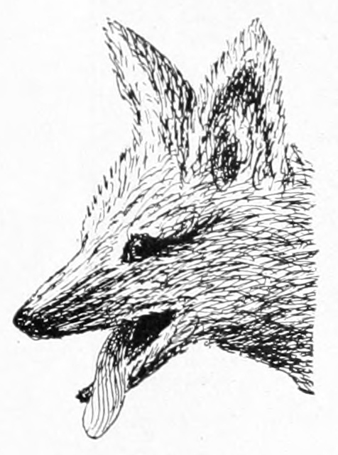 Fox head
