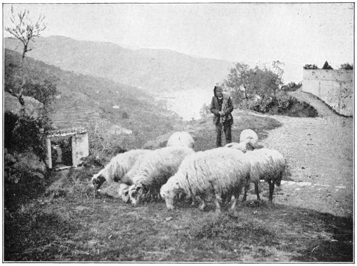 Shepherd