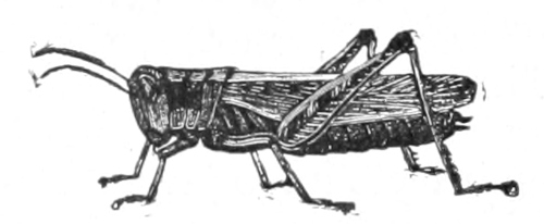 adult grasshopoer