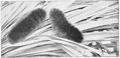 Wooly bears