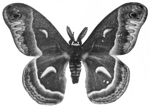 Cecropia moth