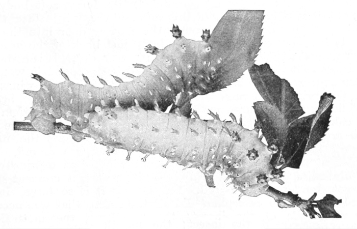 Cecropia caterpillars