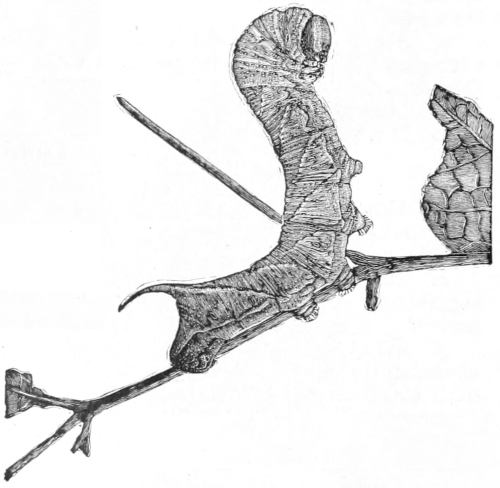 Sphinx larva