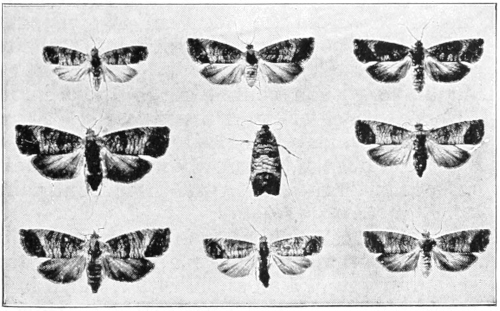 Adult codling moths