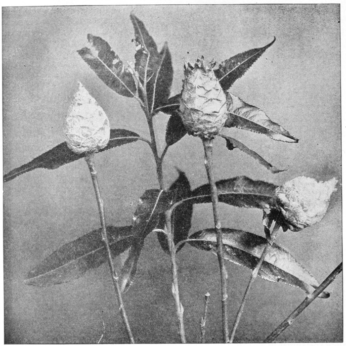 Willow cone-galls